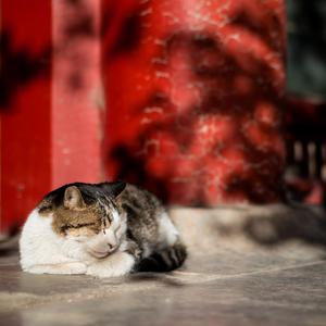 狗爷闯城中村 高清视频
